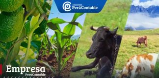 Conoce la NIC 41 y descubre cómo valorar tus activos biológicos